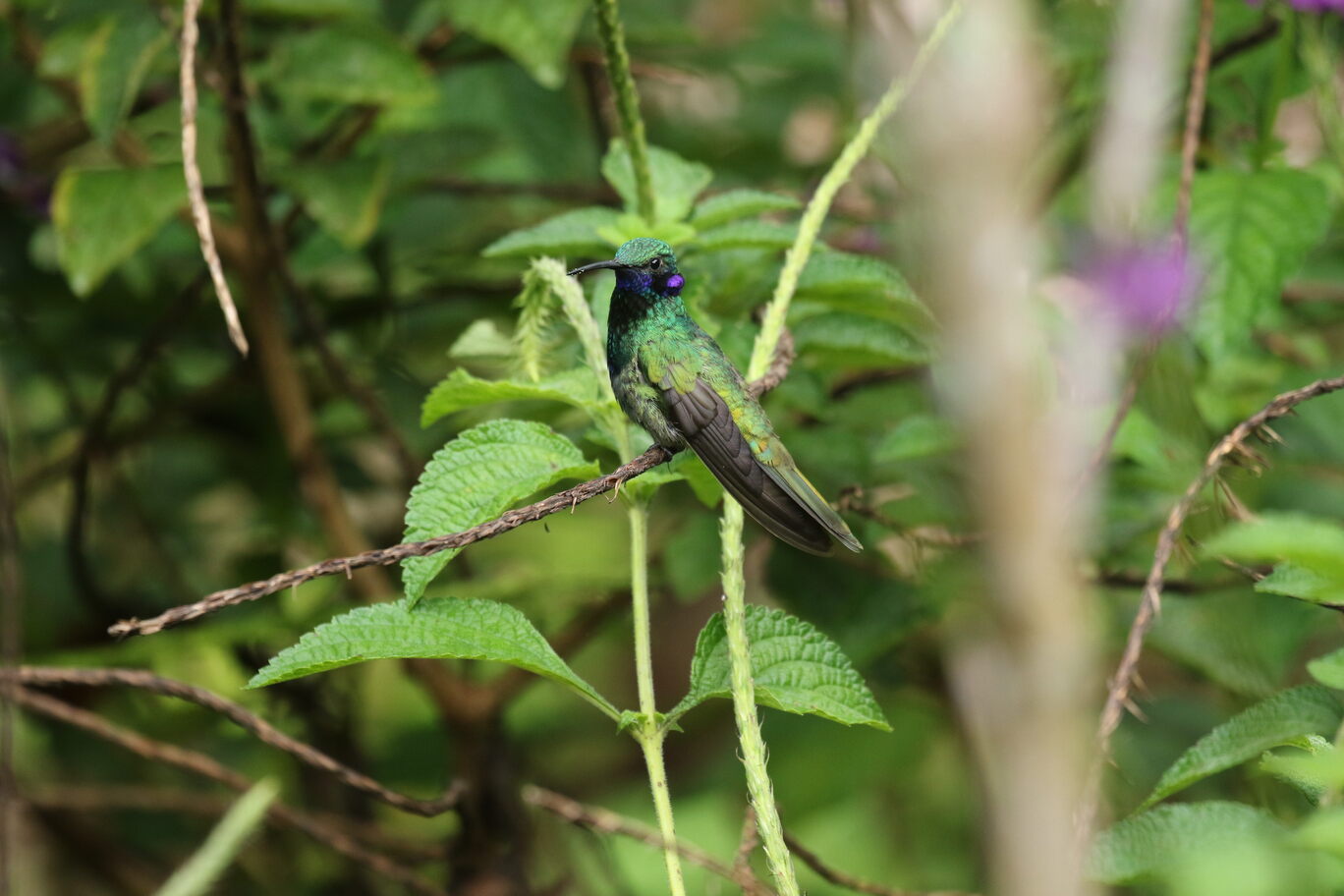 SPARKLOING VIOLETEAR